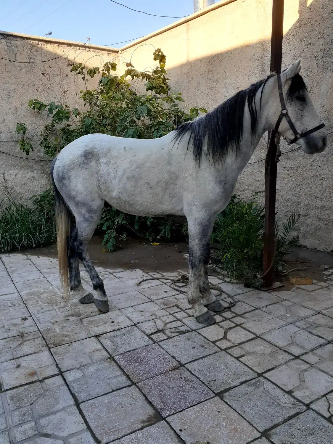 اسب|اسب و تجهیزات اسب‌سواری|برازجان, |دیوار