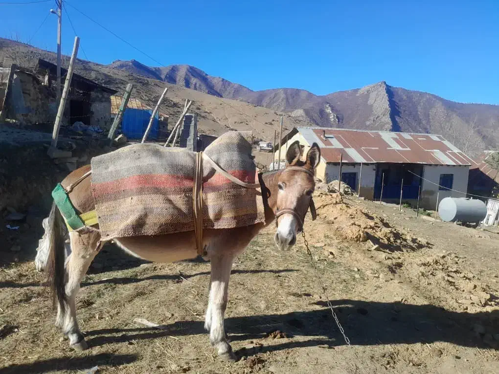 فروش فوری قاطر ۶ساله|حیوانات مزرعه|کجور, |دیوار