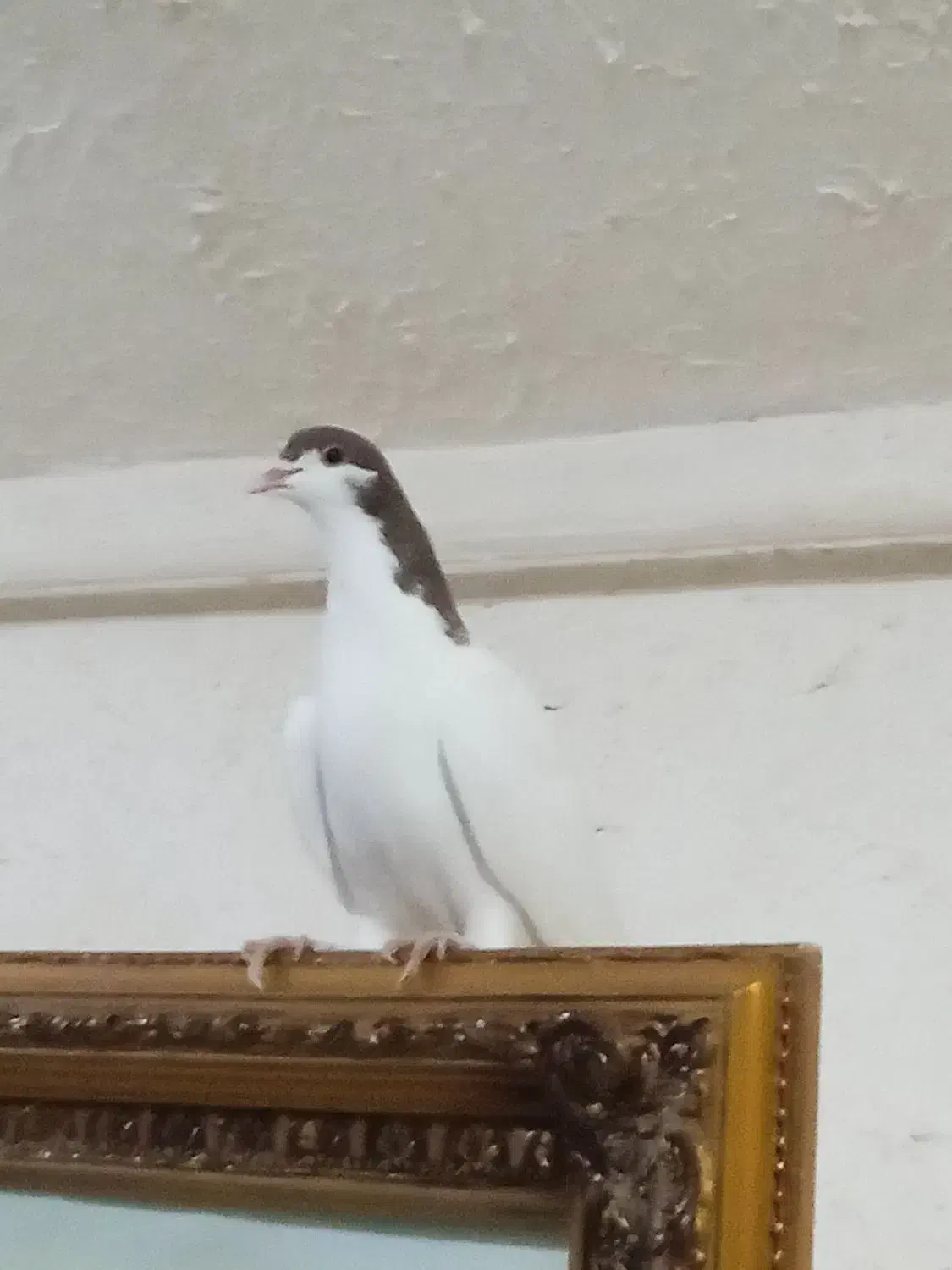 زیورآلات تزعینی شصتی سینه دوتا 800|بدلیجات|قزوین, |دیوار