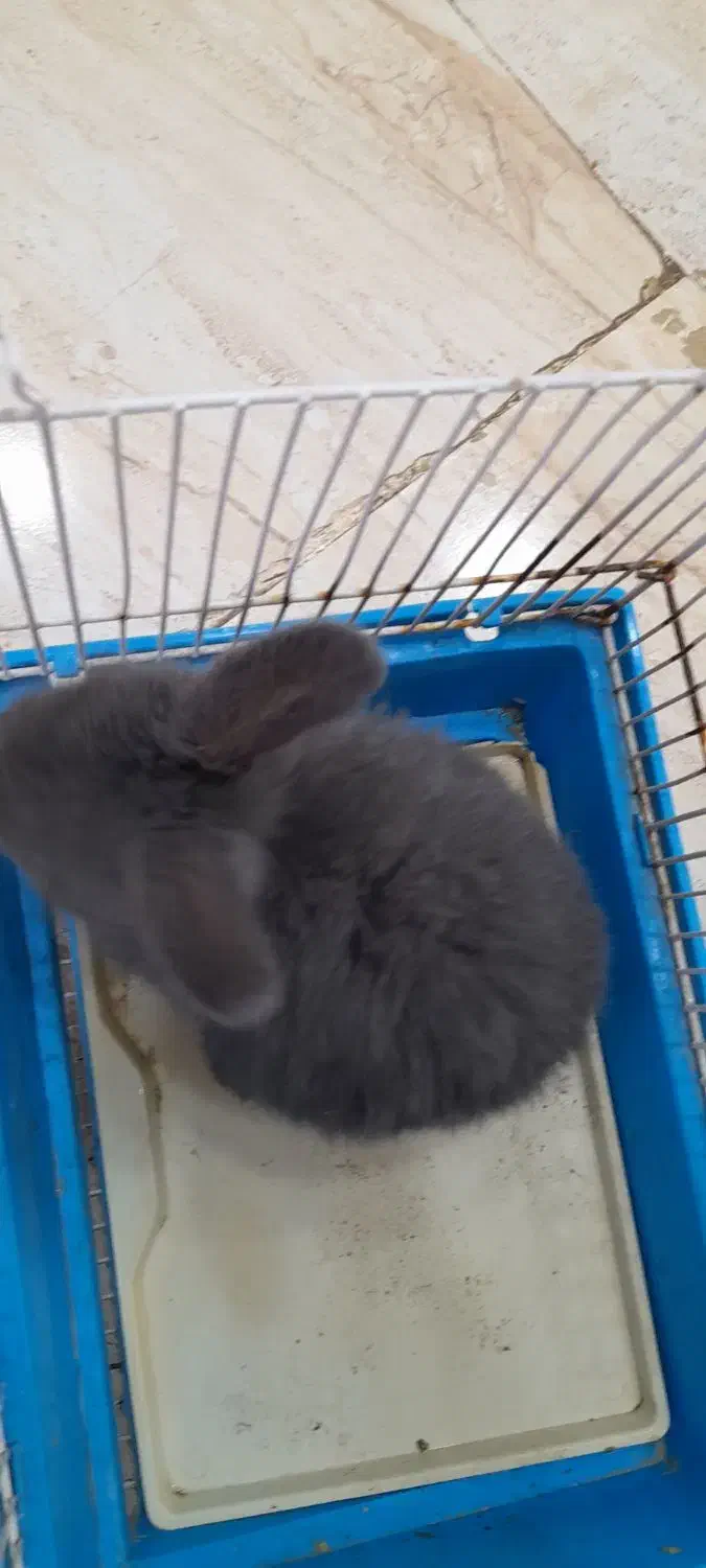 خرگوش لوپ|موش و خرگوش|قشم, |دیوار