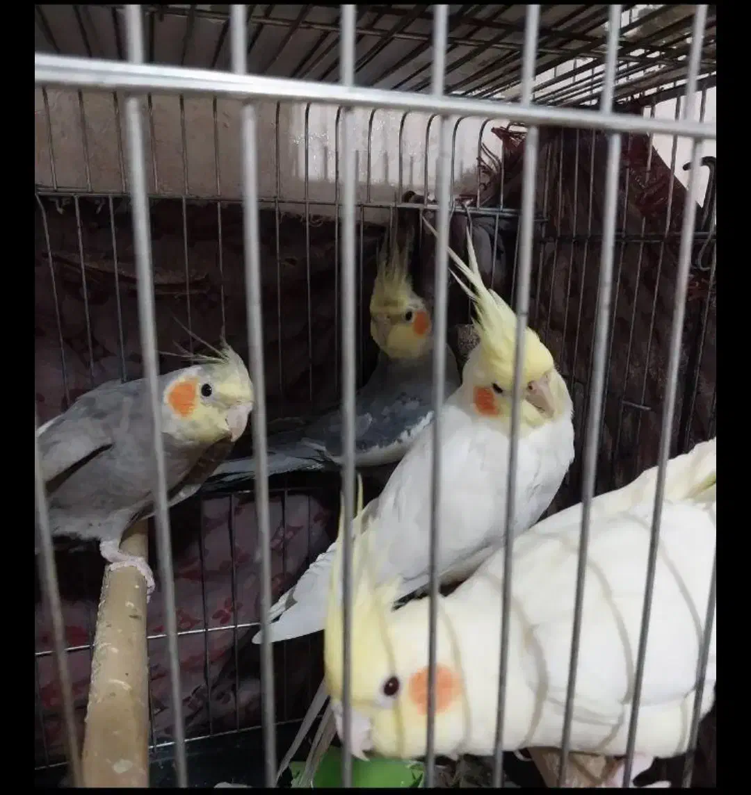 عروس هلندی|پرنده|ری, اقدسیه|دیوار