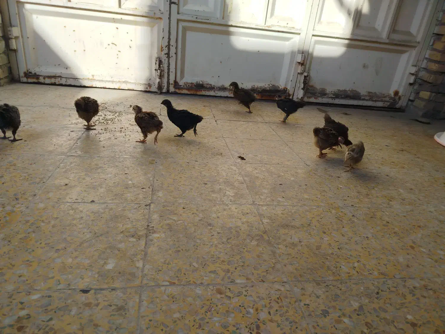 جوجه مرغ|حیوانات مزرعه|بهبهان, |دیوار