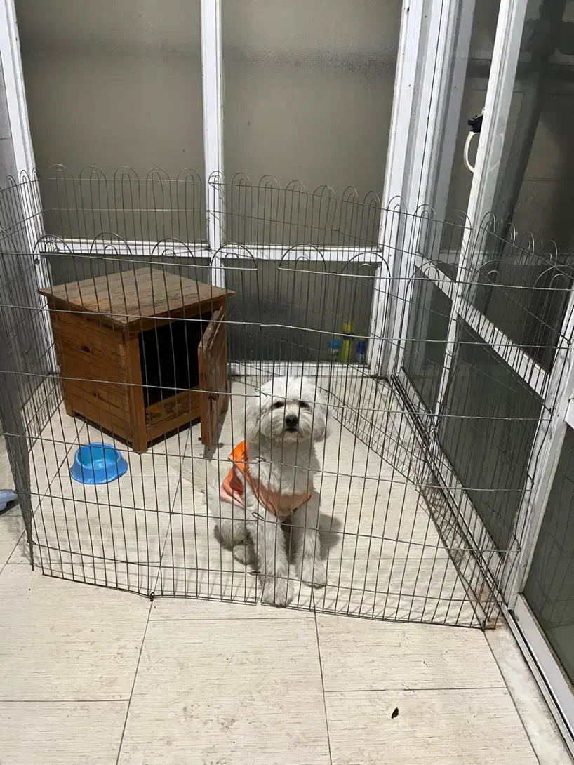 سگ نژاد شیتزو تریر نر|سگ|بندر انزلی, معلم|دیوار