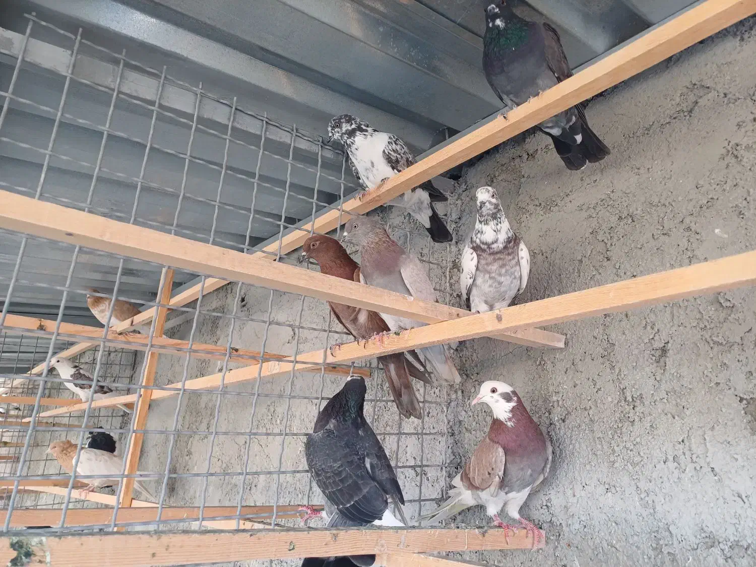 غریب گیری|پرنده|وحیدیه, |دیوار