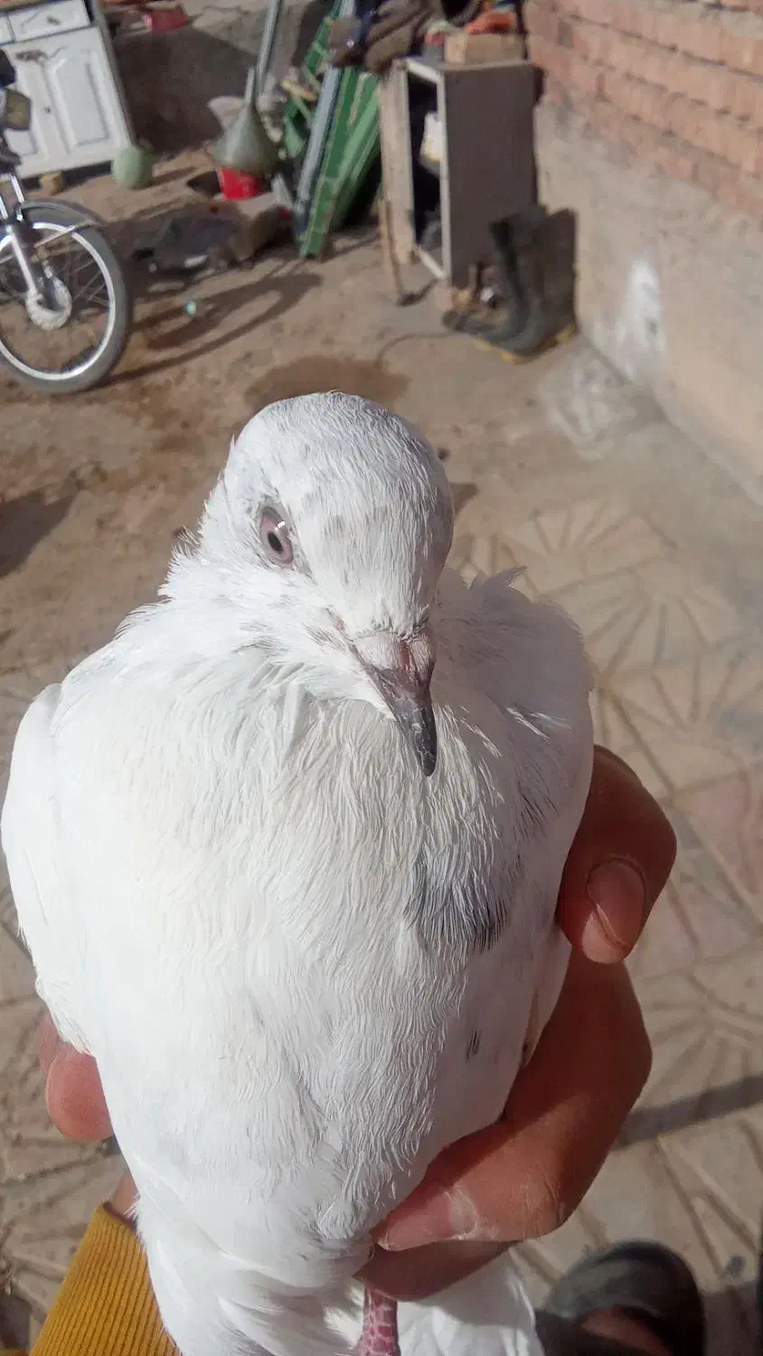 کبوتر|پرنده|دهگلان, |دیوار