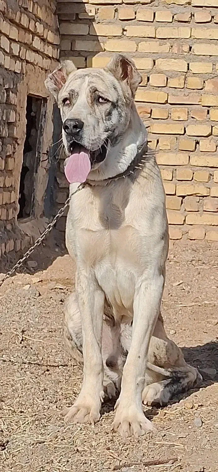 توله نر 9 ماهه|سگ|خلیل آباد, |دیوار