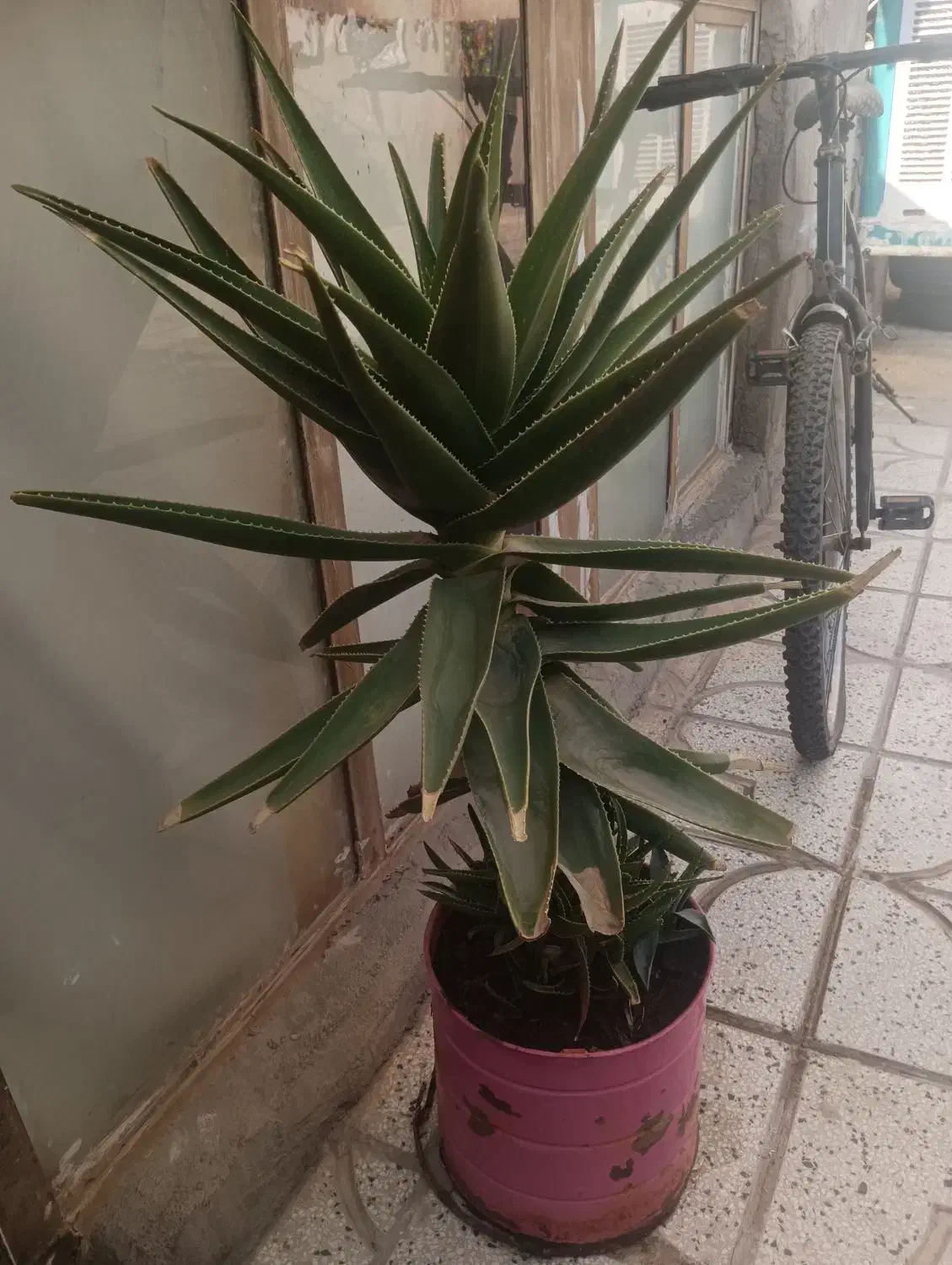 گل زیبا و بزرگ|گل و گیاه طبیعی|نیشابور, گنبد سبز|دیوار