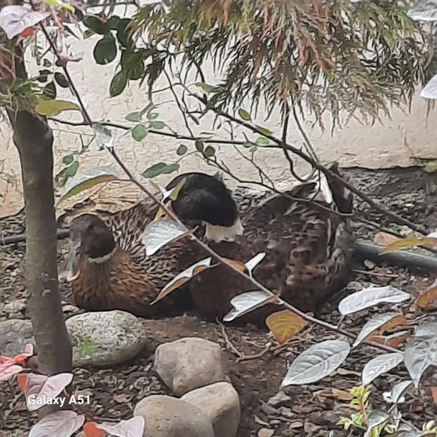 غاز و اردک وزن سنگین تخم گذار|حیوانات مزرعه|کلاردشت, |دیوار