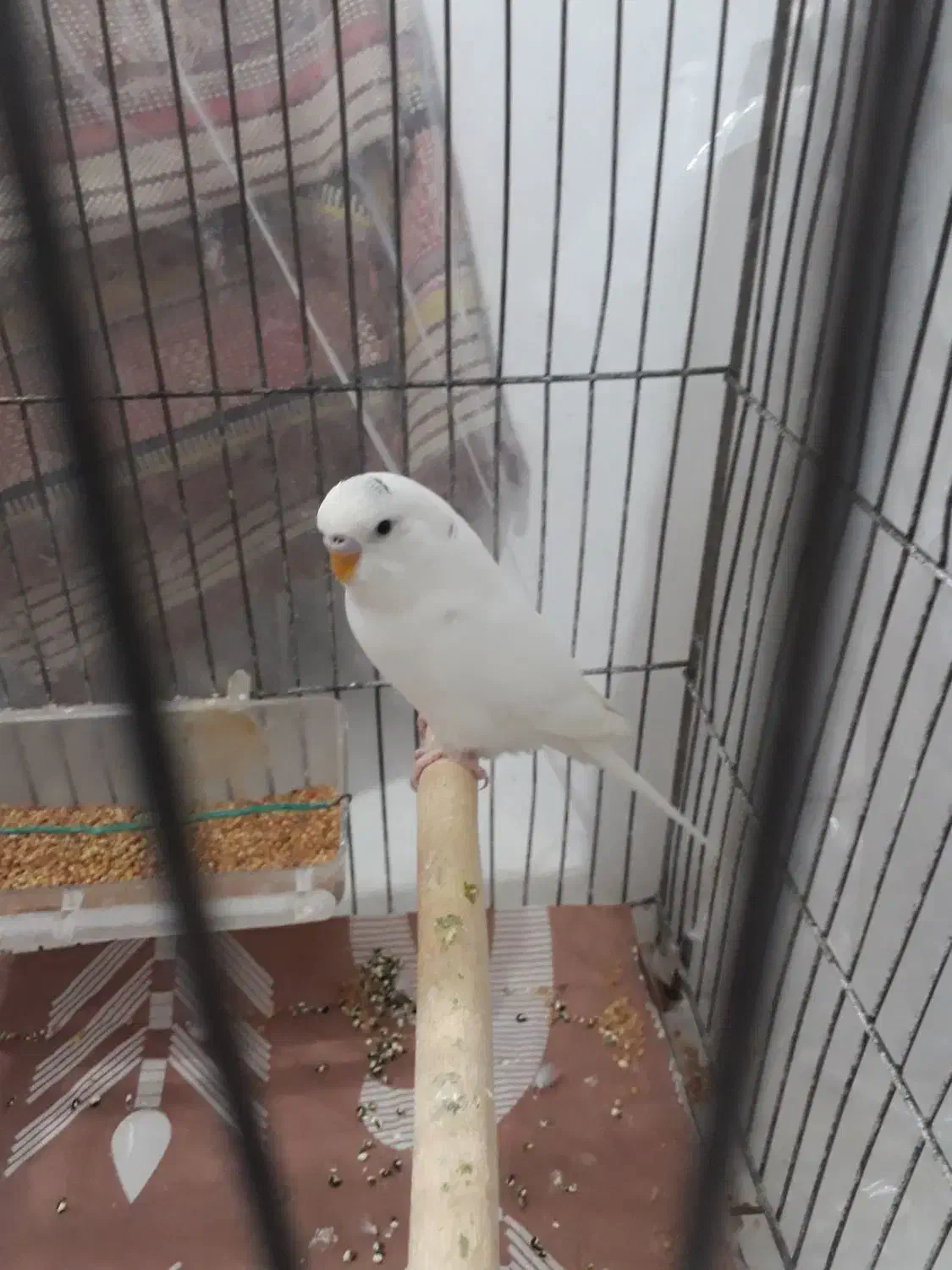 نرالبینو|پرنده|فردیس, شهرک ارم|دیوار