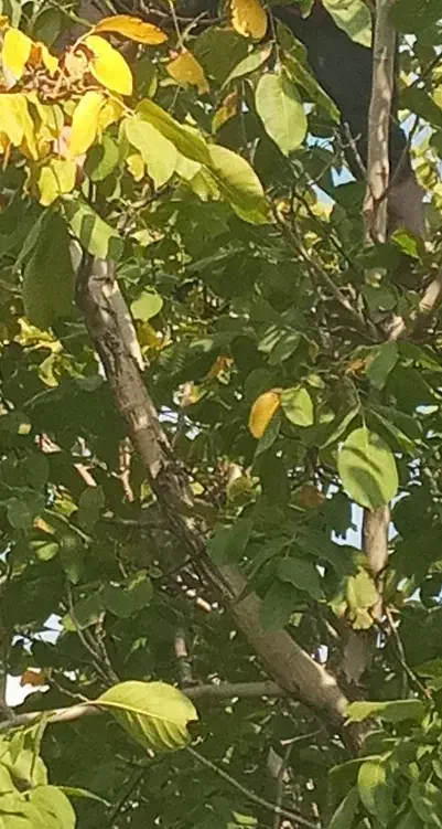 کوه|فعالیت داوطلبانه تحقیقاتی|کرمان, |دیوار