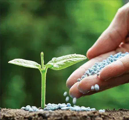 کوددهی وسم پاشی تخصصی فضای سبز در شیراز|خدمات باغبانی و درختکاری|شیراز, انجیره|دیوار