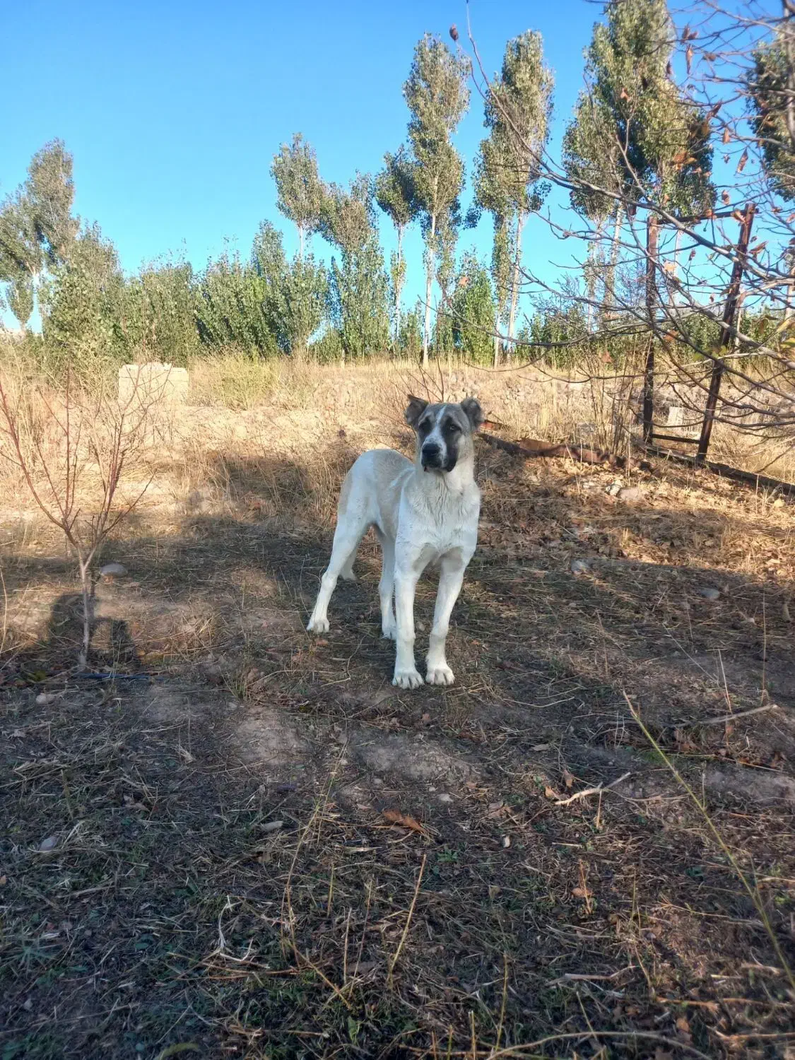 سگ سرابی|سگ|مشگین شهر, |دیوار