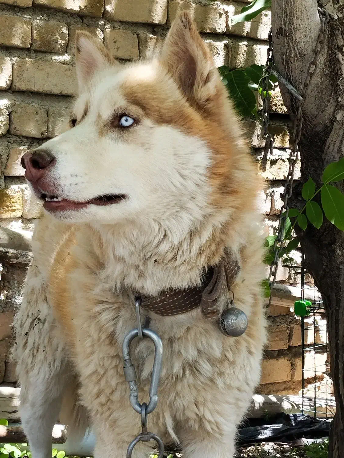 هاسکی قهوه‌ای|سگ|بروجرد, |دیوار