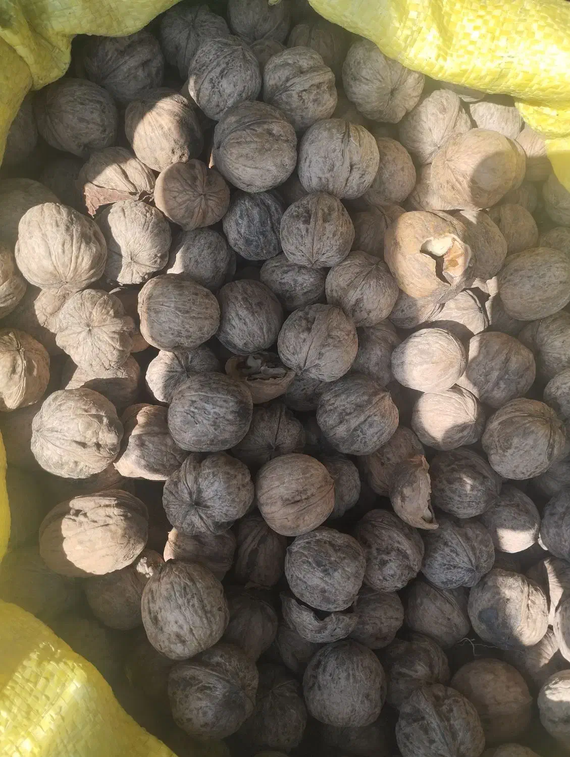 گردومحلی بافت|خوردنی و آشامیدنی|زرند, |دیوار