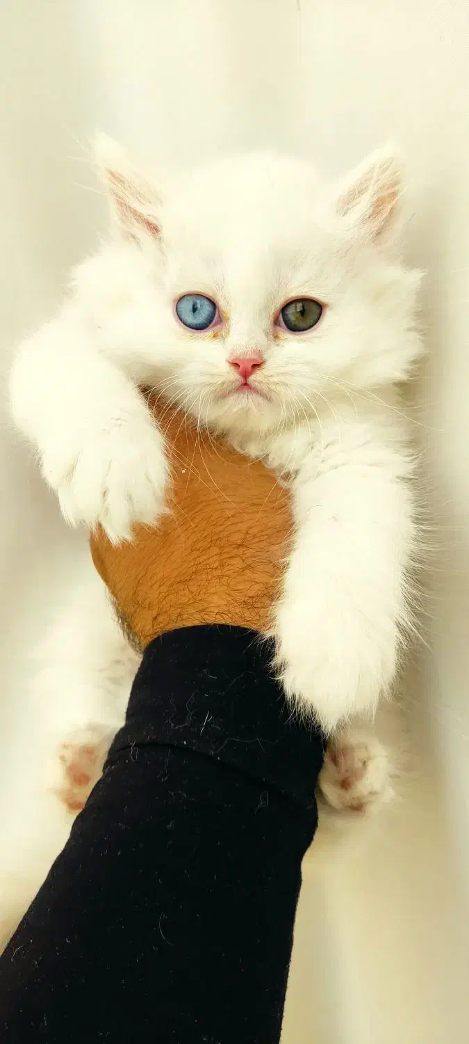 گربه بریتیش پرشین سفید|گربه|تبریز, |دیوار