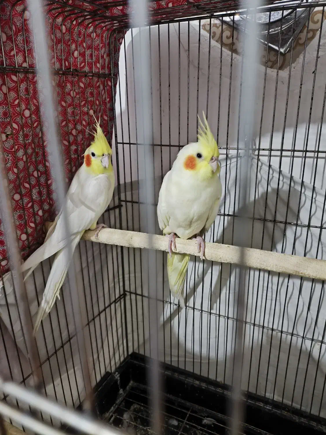 عروس هلندی لوتینو مولد|پرنده|نقده, |دیوار