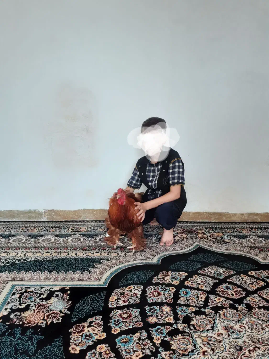 خروس برهما بزرگ واصل|حیوانات مزرعه|مرودشت, زنگی آباد|دیوار