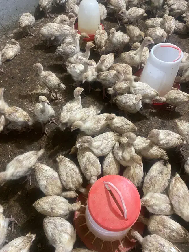 جوجه بوقلمون بیوتی۶زرین بیست روزه تا یکماهه|حیوانات مزرعه|شیراز, دروازه اصفهان|دیوار