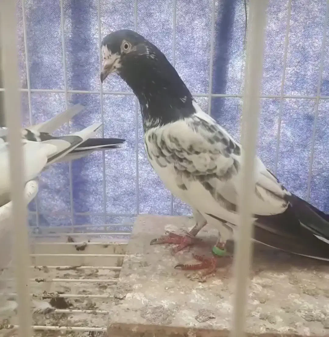 فروش کبوتر سخی رقم ۱۰و۱۲۸|پرنده|بندرعباس, |دیوار