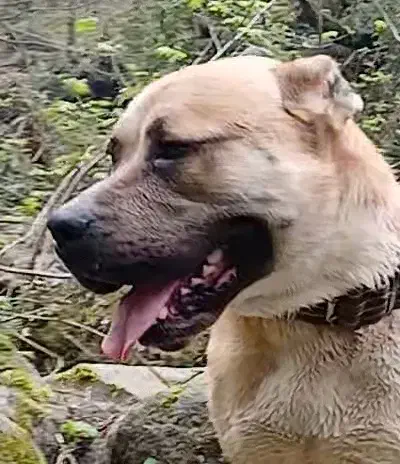 سگ پیتبول گمشده|حیوانات|چابکسر, |دیوار