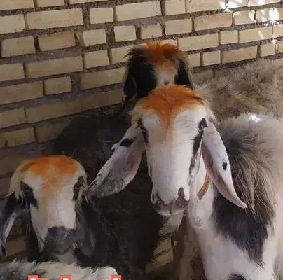 میش چاق برا قرمه شکم اول جوون|حیوانات مزرعه|مهریز, |دیوار