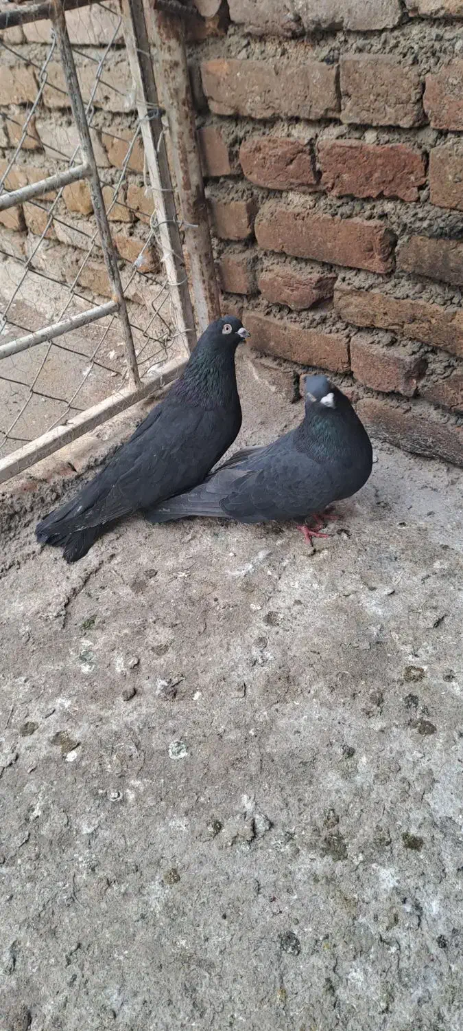 یه جفت کبوتر سیاه|پرنده|ارومیه, |دیوار