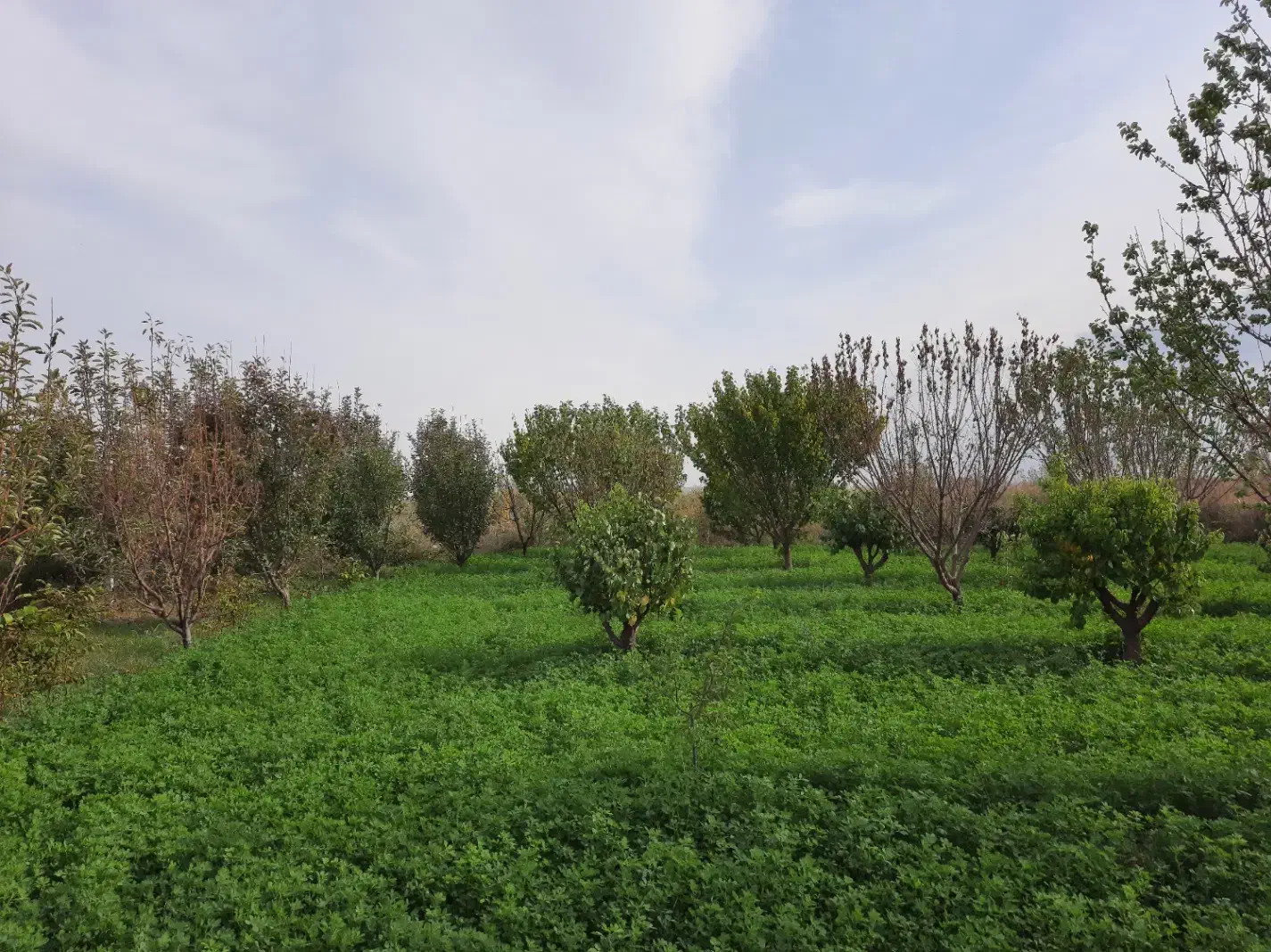 باغ به متراز ۵ هزار مترمربع دارای کانکس بر جاده|فروش زمین و ملک کلنگی|شوط, |دیوار