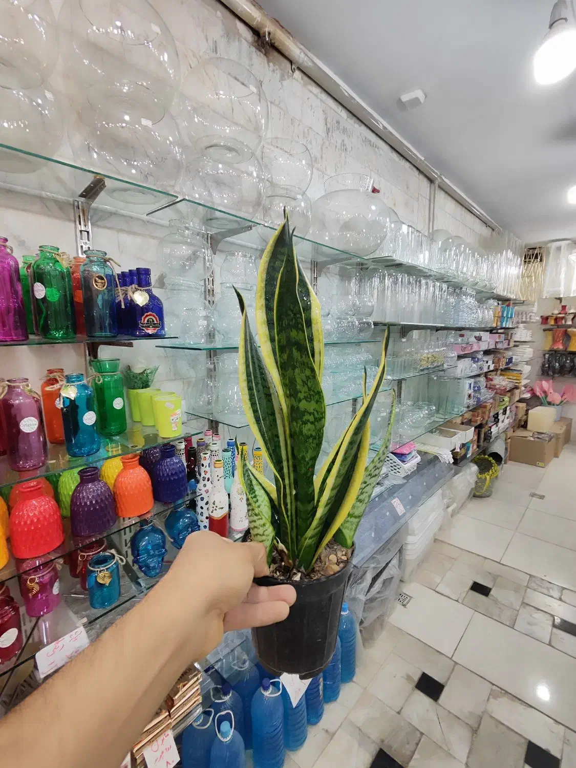 سانسوریا زاموفیلیا بلک برکین بامبو خاکی گندمی دیفن|گل و گیاه طبیعی|قم, ولیعصر|دیوار