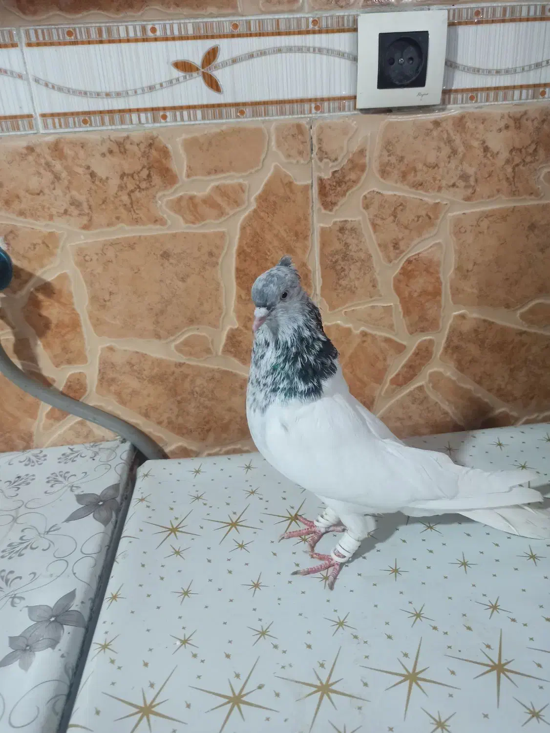 کبوتر|پرنده|امیدیه, |دیوار