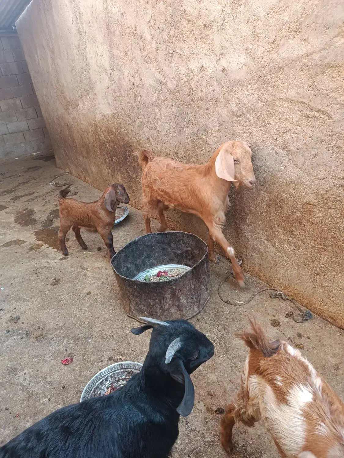 بز  وکهره اش|حیوانات مزرعه|خورموج, |دیوار