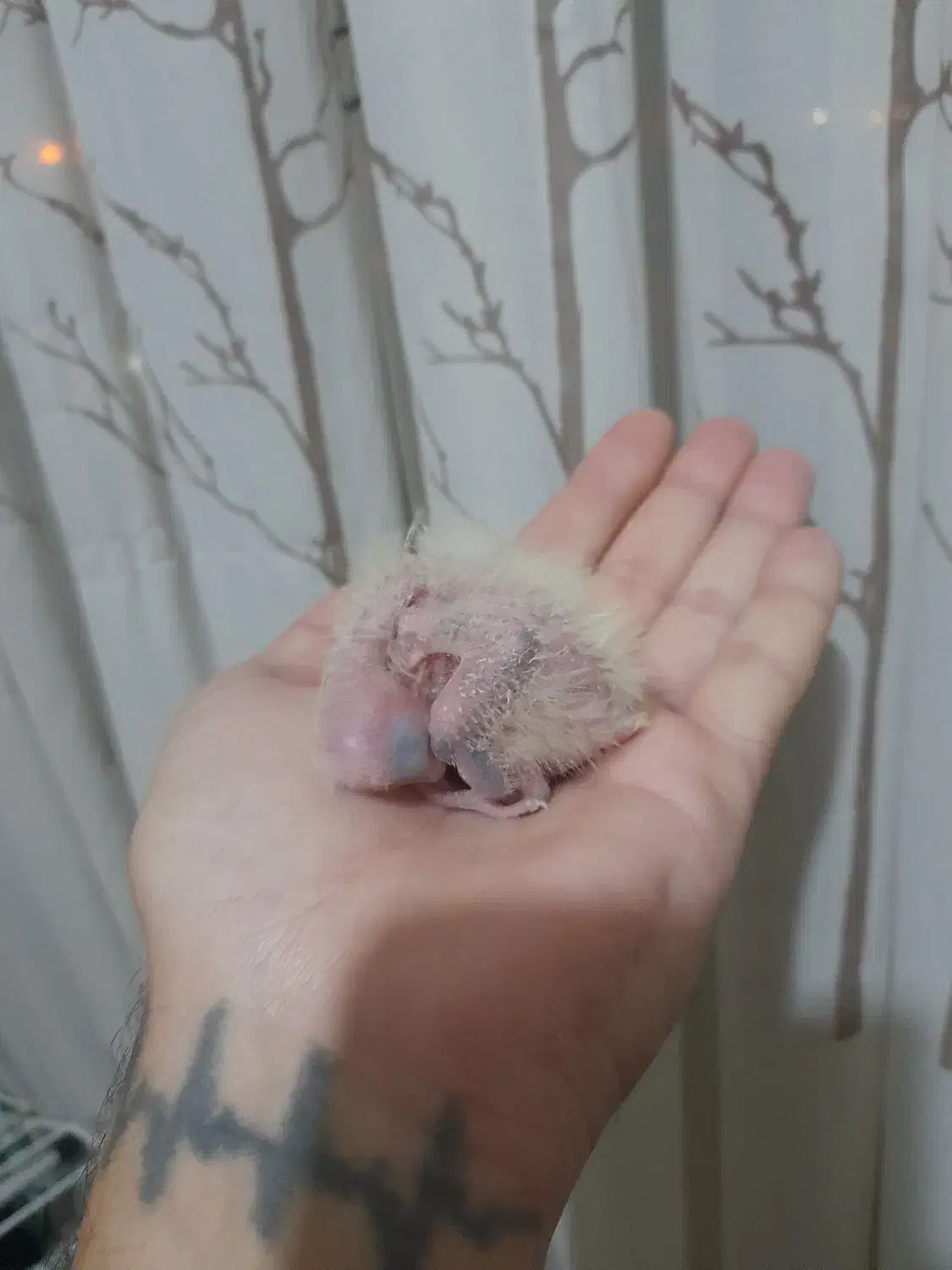 جوجه عروس سرلاکی|پرنده|پاکدشت, شهرک انقلاب|دیوار