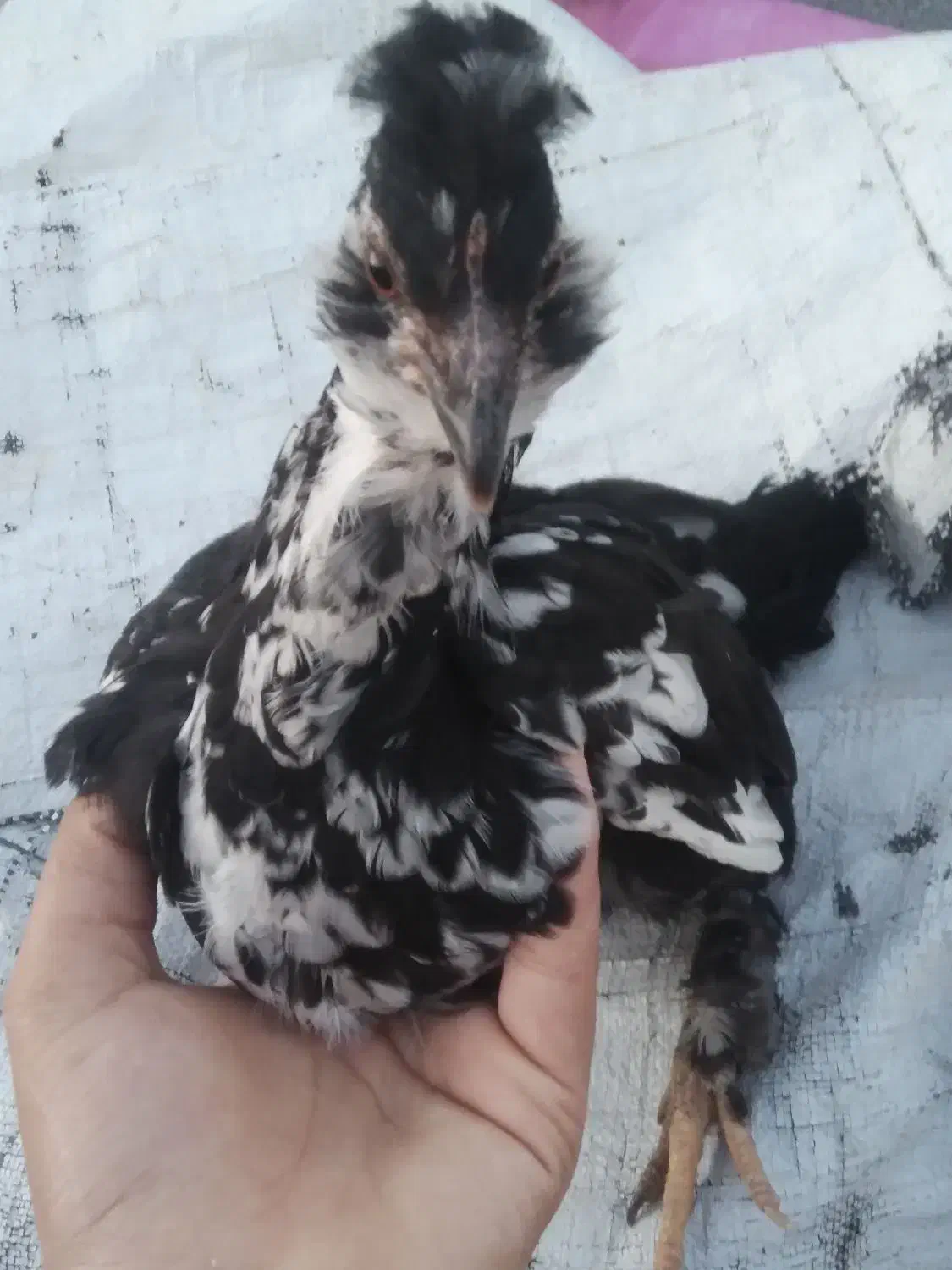 تخم مرغ گلین|حیوانات مزرعه|سرپل ذهاب, |دیوار