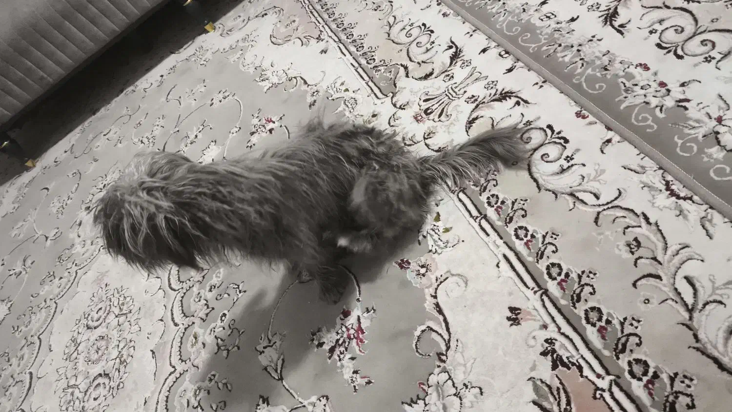 سگ خونگی|سگ|شهرضا, |دیوار