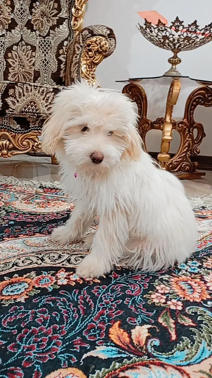 نژاد مالتیز|سگ|پیشوا, |دیوار