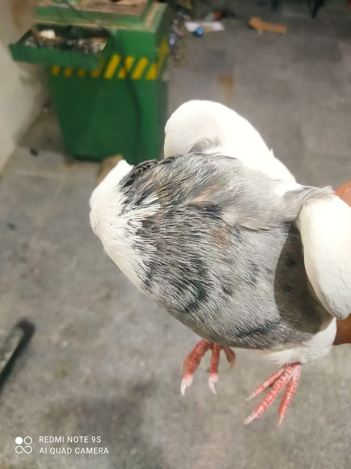 کفتر طوقی الماسی درجه یک نر بدون غلط|پرنده|همدان, |دیوار