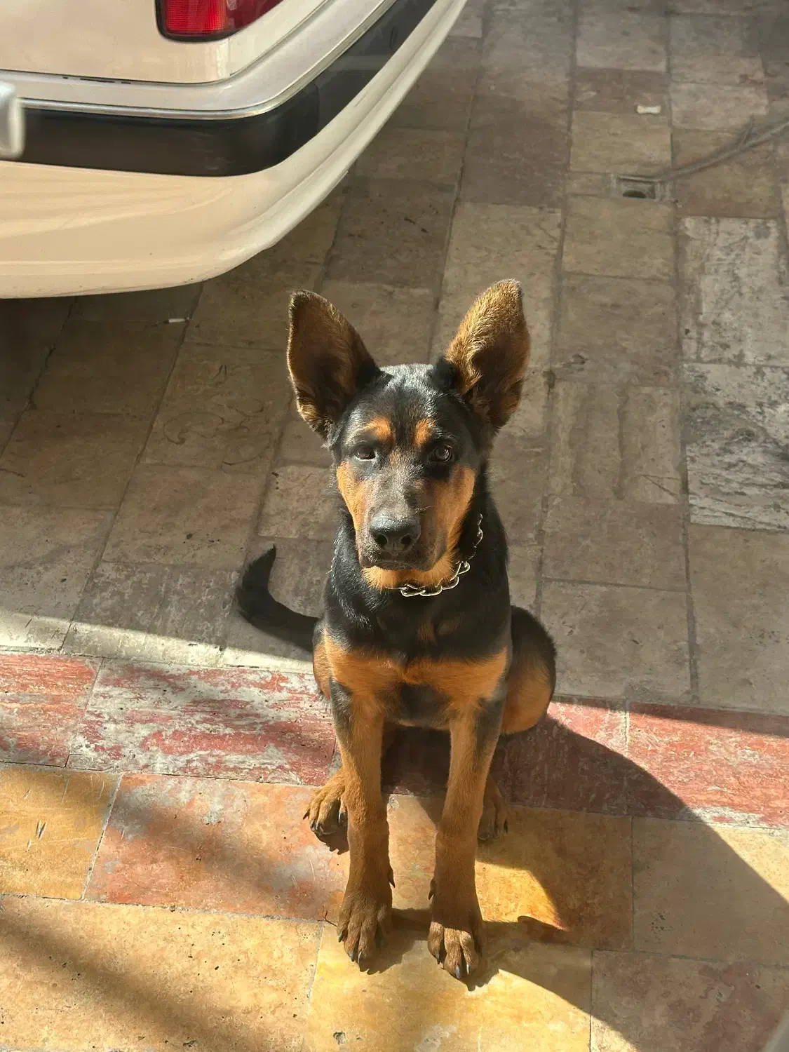 واگذاری سگ|سگ|فردیس, شهرک ناز|دیوار