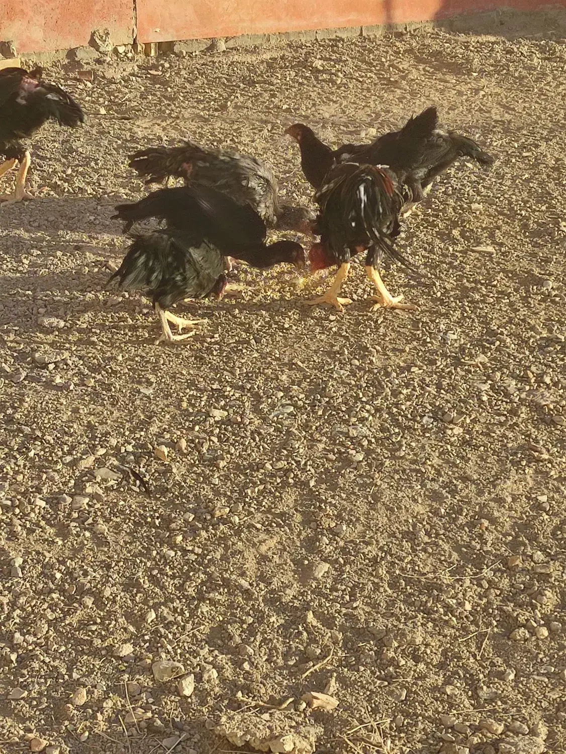 دو عدد مرغ تخم گذار لااری و سه عدد هم جوجه نه ماه|حیوانات مزرعه|زاویه, |دیوار