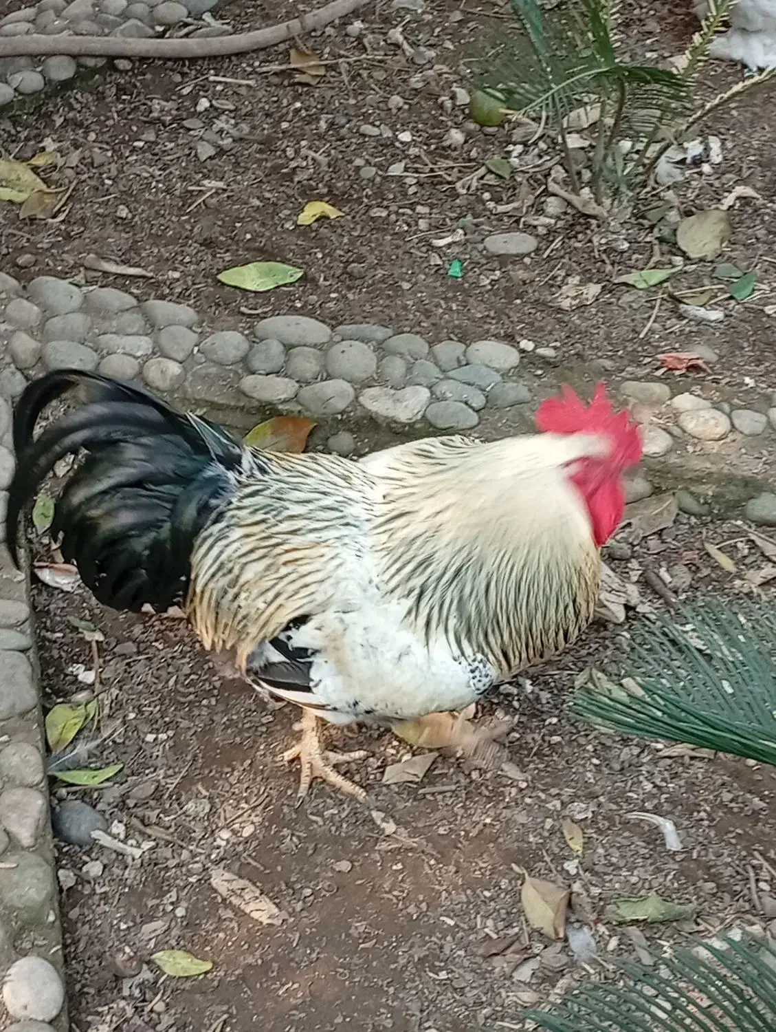 فروش غاز و خروس بالغ|حیوانات مزرعه|چالوس, |دیوار