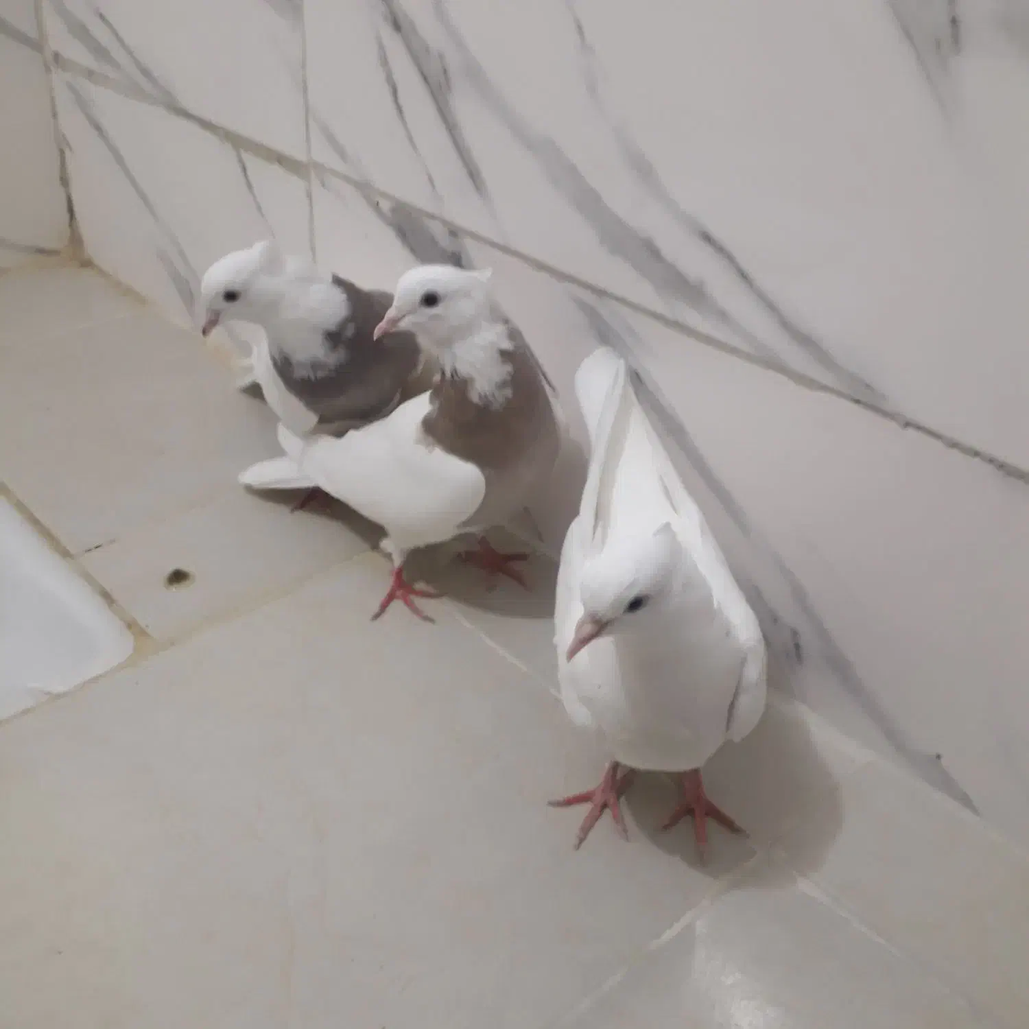 کبوتر|پرنده|کرمانشاه, |دیوار