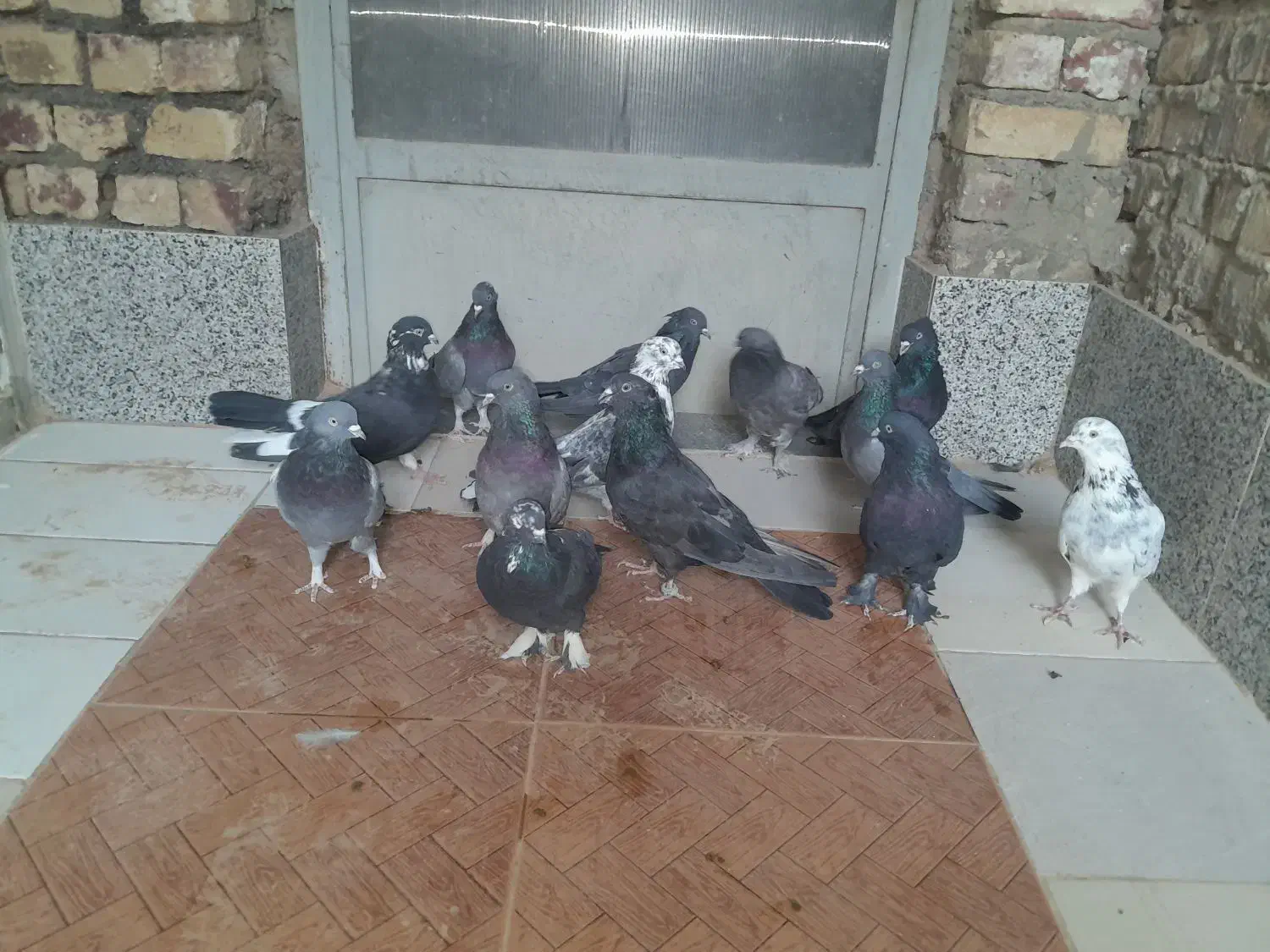 کبوتر پر  روزگاری|پرنده|لاران, |دیوار