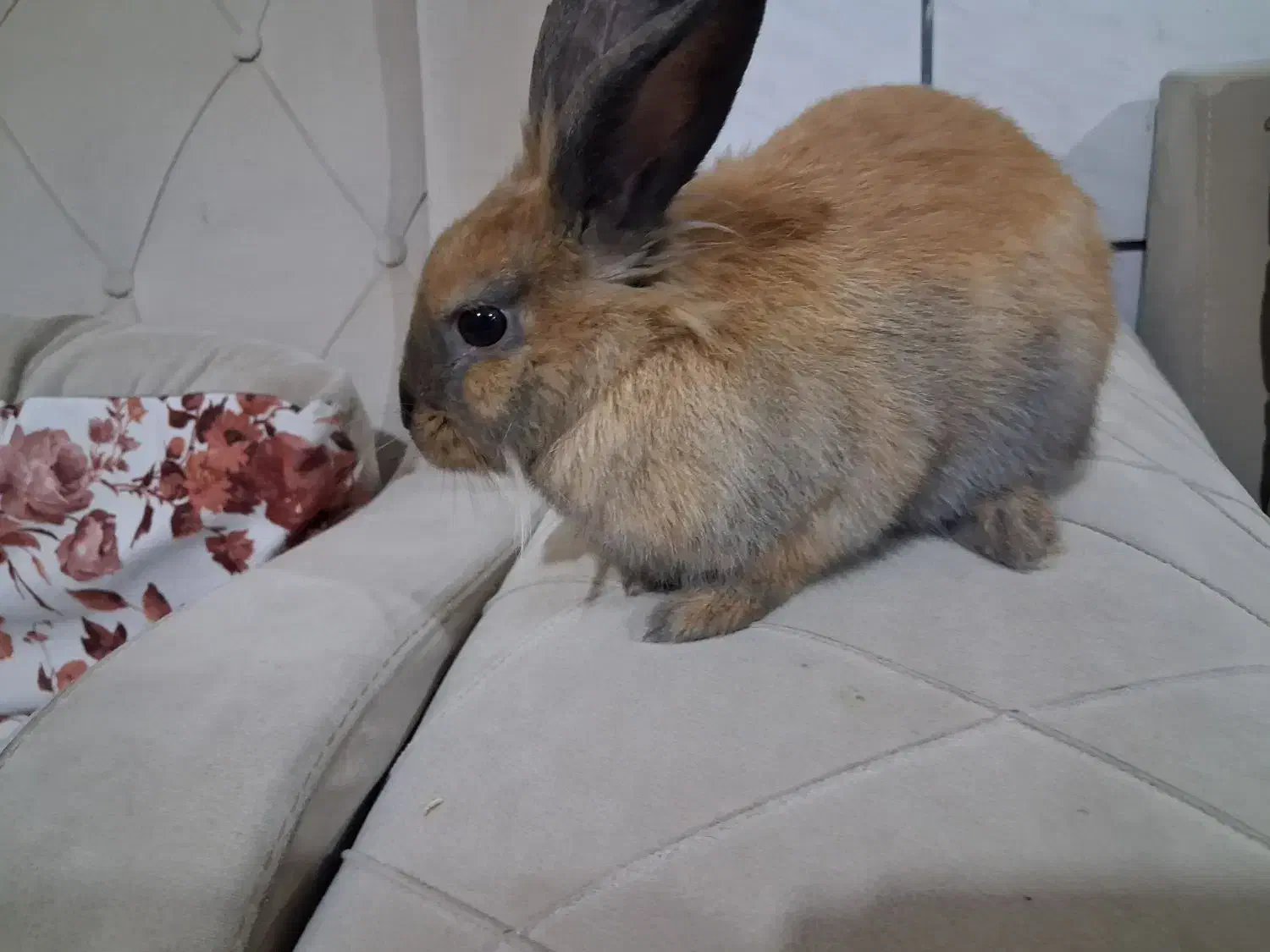 خرگوش لوپ هلندی|موش و خرگوش|شیراز, نصر|دیوار