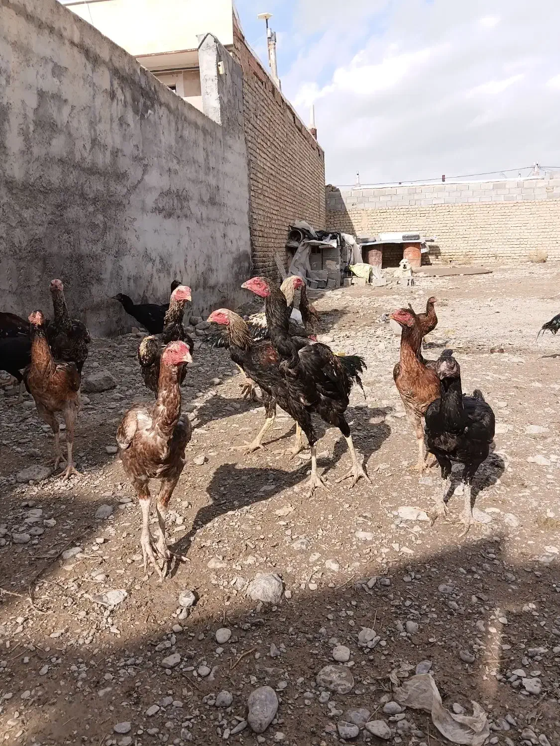 خروس لاری|حیوانات مزرعه|شیروان (خراسان), |دیوار