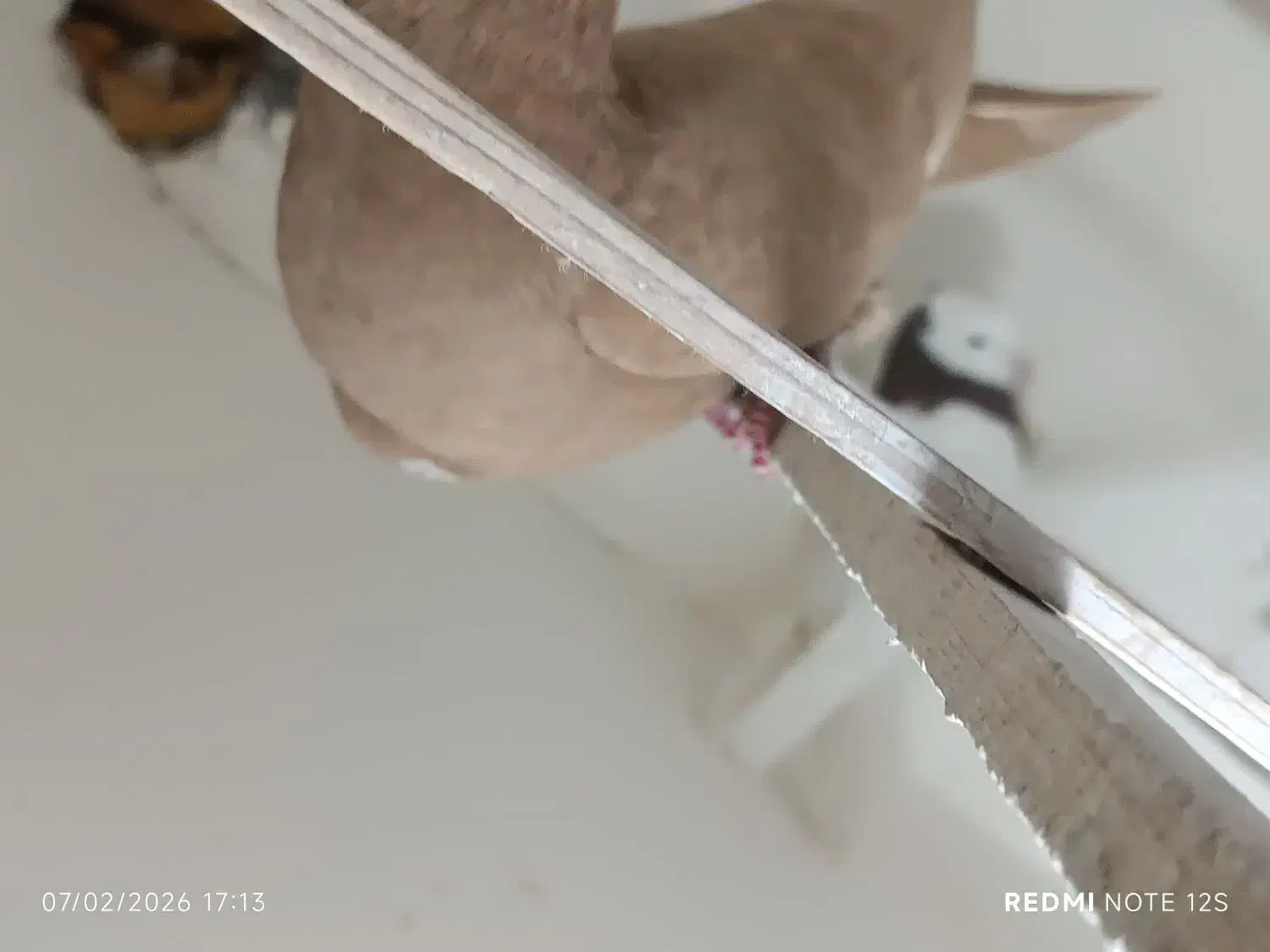 زردکرمونی نردرشت|پرنده|مشهد, کارمندان دوم|دیوار