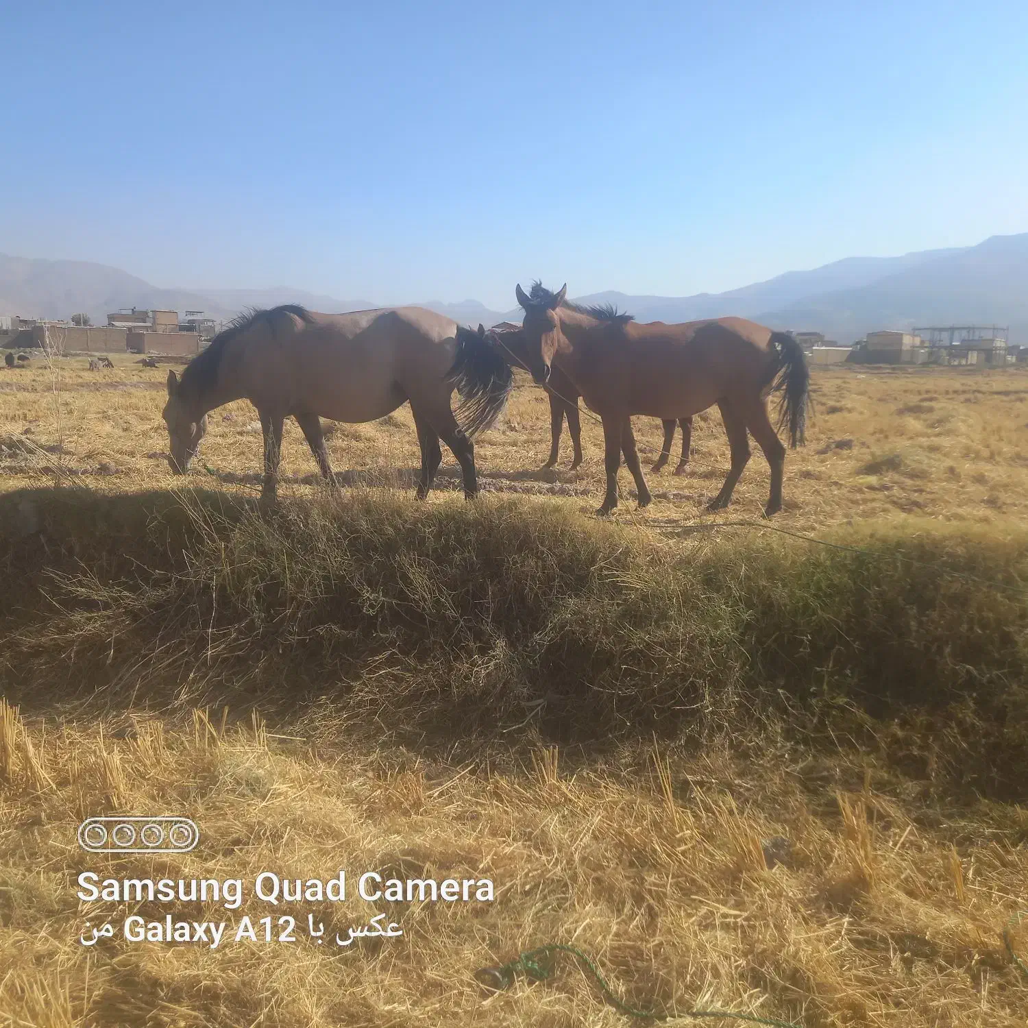 سه عدد مادیان پرخون و لونی|اسب و تجهیزات اسبسواری|دورود, |دیوار