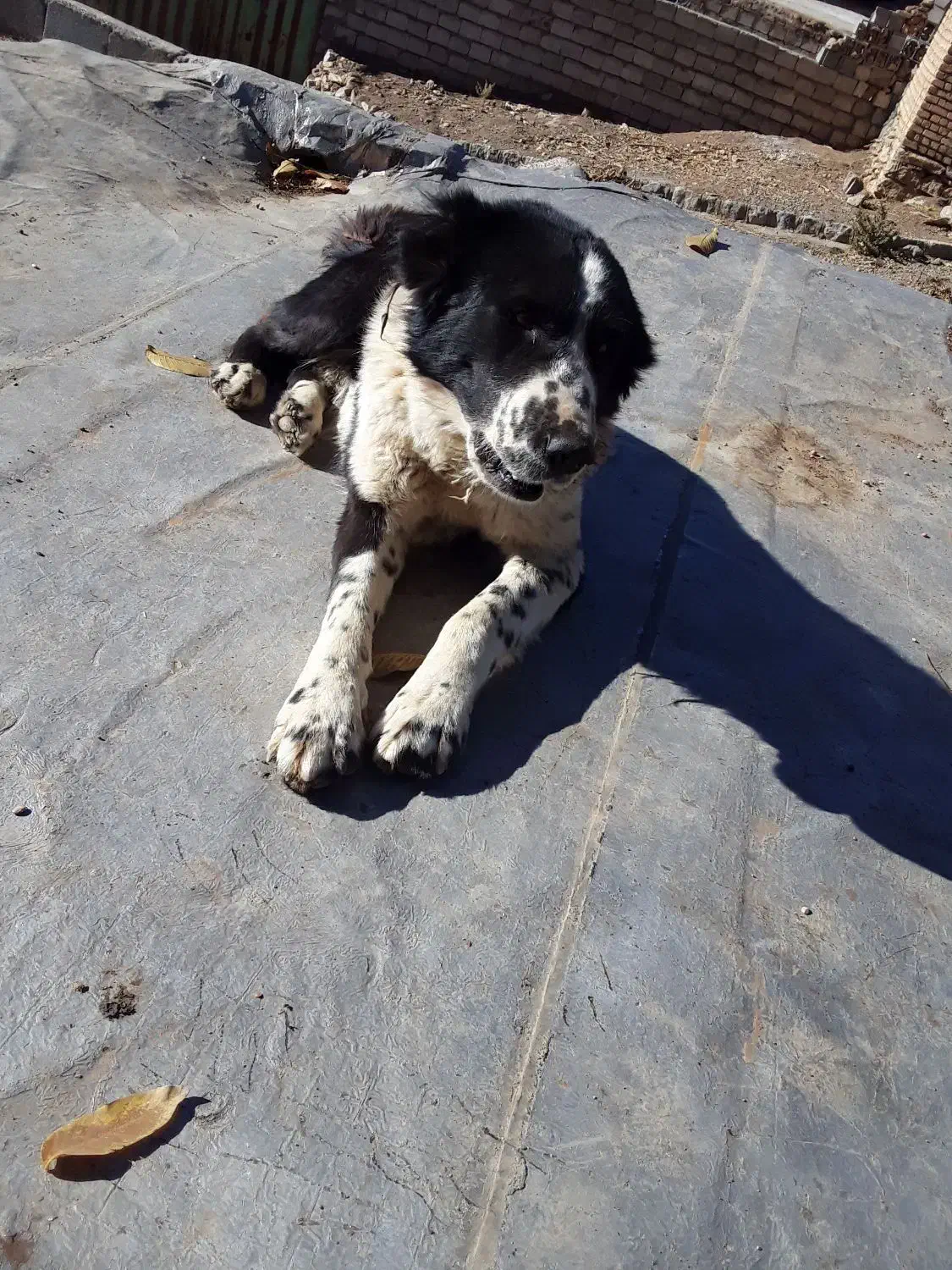 واگذاری توله قدرجونی|سگ|چنارود, |دیوار