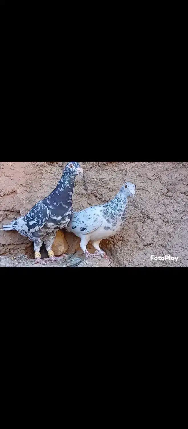 چنتا کبوتر|پرنده|آباده, |دیوار