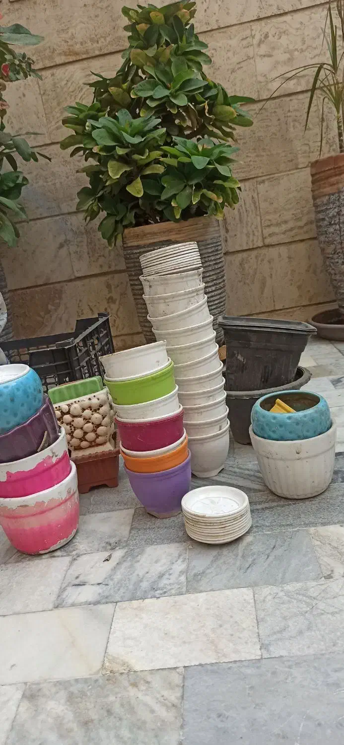 گلدان|گل و گیاه طبیعی|تهران, سلسبیل شمالی|دیوار