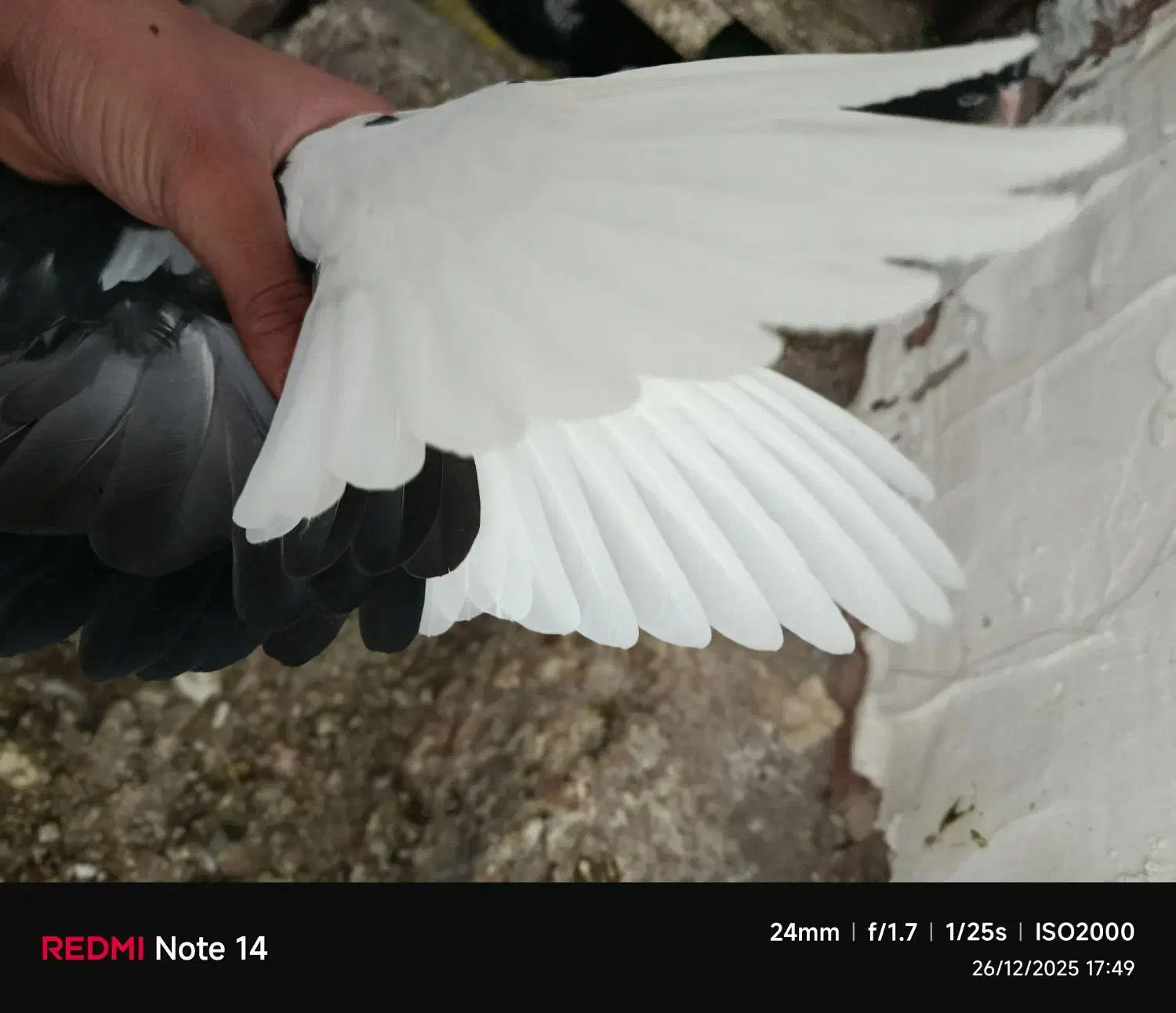 پلنگ|پرنده|زرند, |دیوار