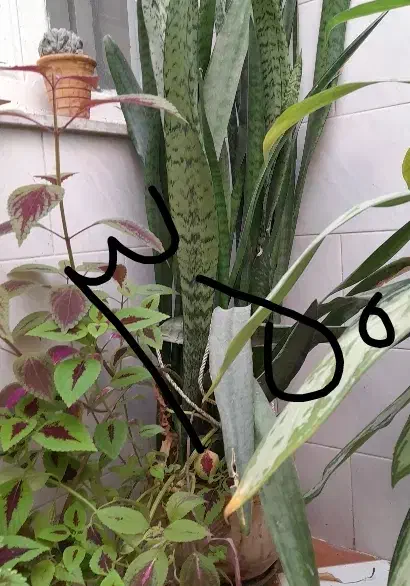 گُل|گل و گیاه طبیعی|سرپل ذهاب, |دیوار