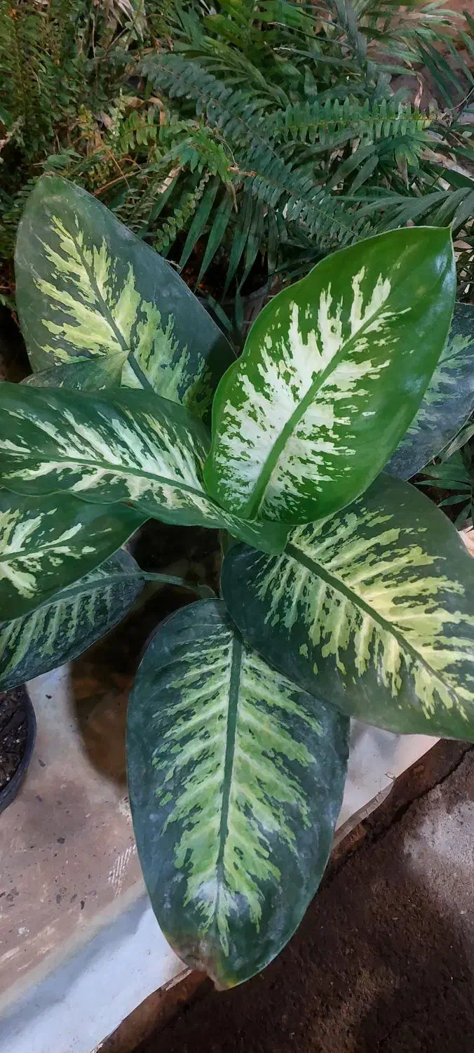 گل دیفن باخیا|گل و گیاه طبیعی|قم, خداکرم|دیوار